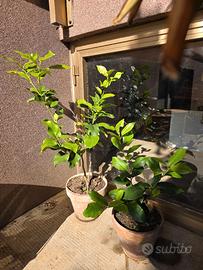 N. 2 piantine limoni