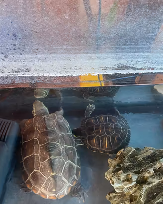 Tartaruga