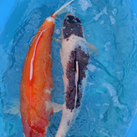 Carpa koi