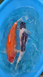 Carpa koi