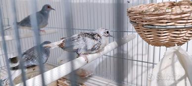 Tortora Diamantina Appena Svezzata