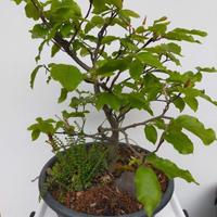 FAGGIO, bonsai e prebonsai