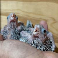 Pappagalli Calopsite