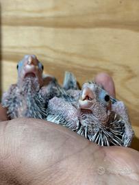 Pappagalli Calopsite