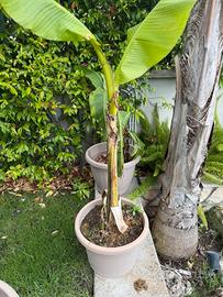 Pianta banano