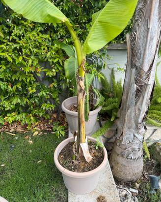 Pianta banano