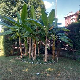 piante di Banano 