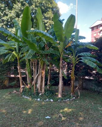 piante di Banano 