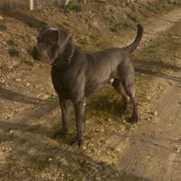 Cane corso per monta