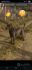 Cane corso per monta