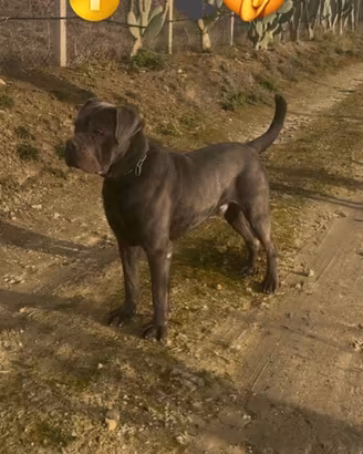 Cane corso per monta