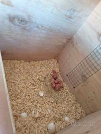 Pulli da imbecco parrocchetto dal collare sessati