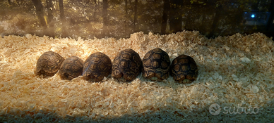 Tartaruga pardalis varie dimensioni