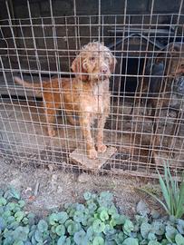Cane da tartufo