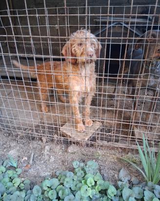Cane da tartufo