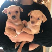 Chihuahua Pincher cuccioli