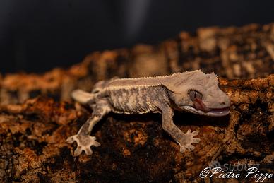 Geco Ciliatus