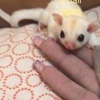 Cuccioli di Petauro dello zucchero