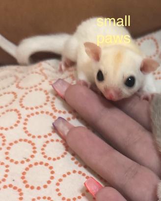 Cuccioli di Petauro dello zucchero