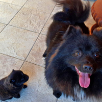 Stupendo volpino nero 3 anni con libretto san