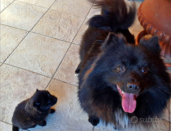 Stupendo volpino nero 3 anni con libretto san