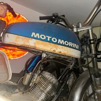 Morini corsarino