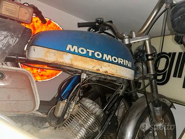 Morini corsarino
