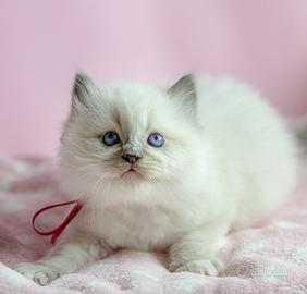 Adorabili cuccioli Ragdoll