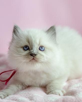 Adorabili cuccioli Ragdoll