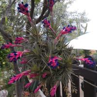ceppo piantina tillandsia 