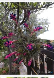 ceppo piantina tillandsia 