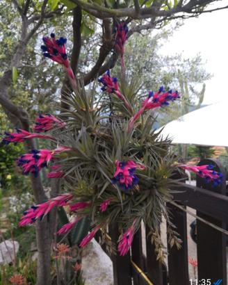 ceppo piantina tillandsia 