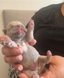 Cuccioli bulldog francese