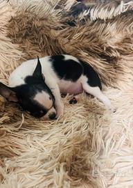 Chihuahua femminuccia pelo corto