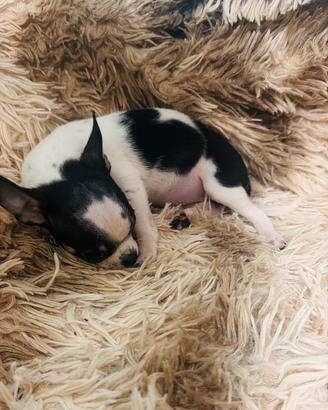 Chihuahua femminuccia pelo corto