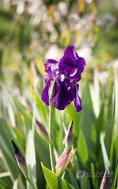 Iris viola