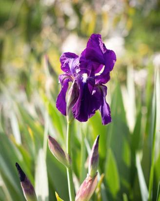 Iris viola