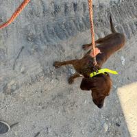 Due cuccioloni maschi segugio maremmano