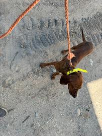 Due cuccioloni maschi segugio maremmano
