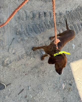 Due cuccioloni maschi segugio maremmano