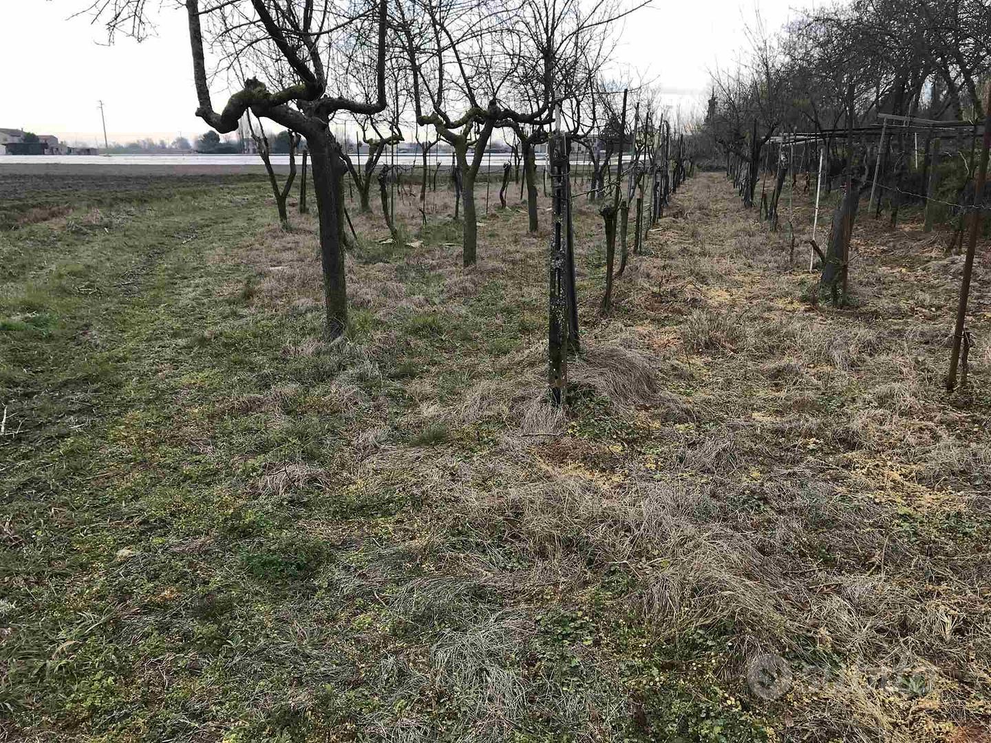 Rif.3276| terreno agricolo chioggia - Vista 4