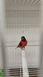 Cardinalini