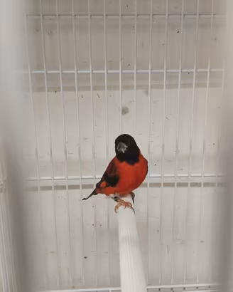 Cardinalini