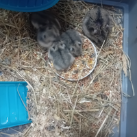 Cuccioli di criceti