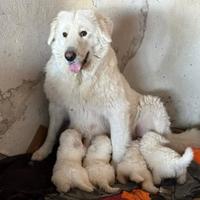 Cuccioli di pastore maremmano taglia grande