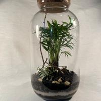 Terrarium