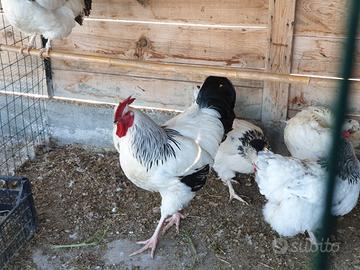 Polli Ornamentali. Razza Sussex Argento Columbia N