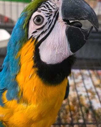 Pappagallo