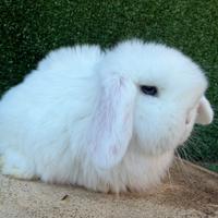 Coniglietto nano testa da ariete