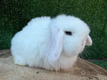 Coniglietto nano testa da ariete